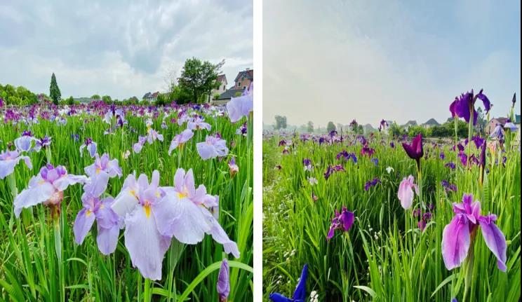 【人文科研】我司鳶尾新品種擴(kuò)繁栽培技術(shù)示范與推廣項(xiàng)目順利通過驗(yàn)收