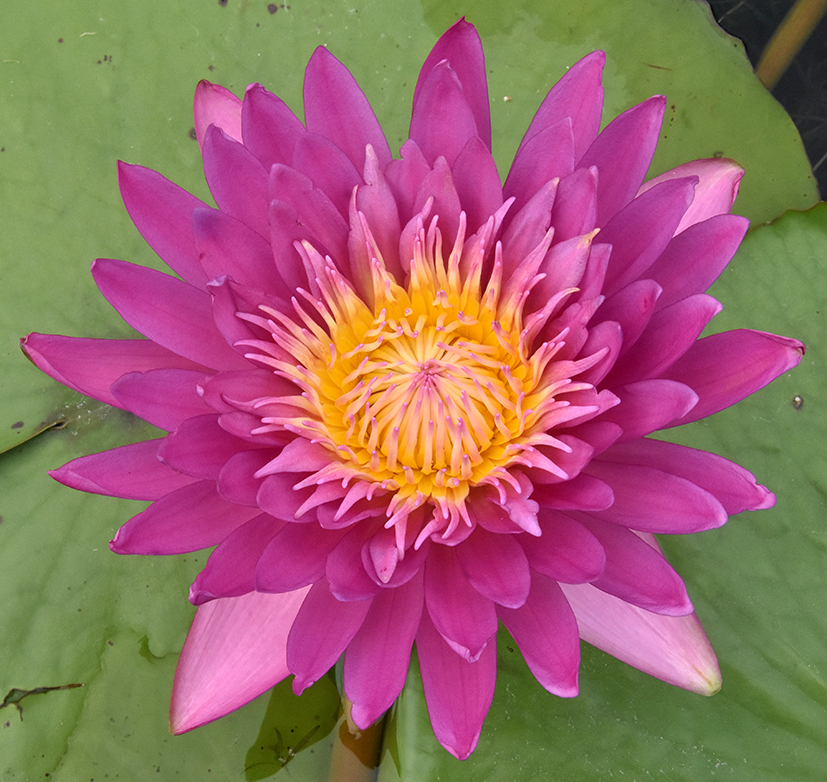 人文動態(tài)丨11個睡蓮新品種再獲國際登錄，累計登錄總數高達63個！