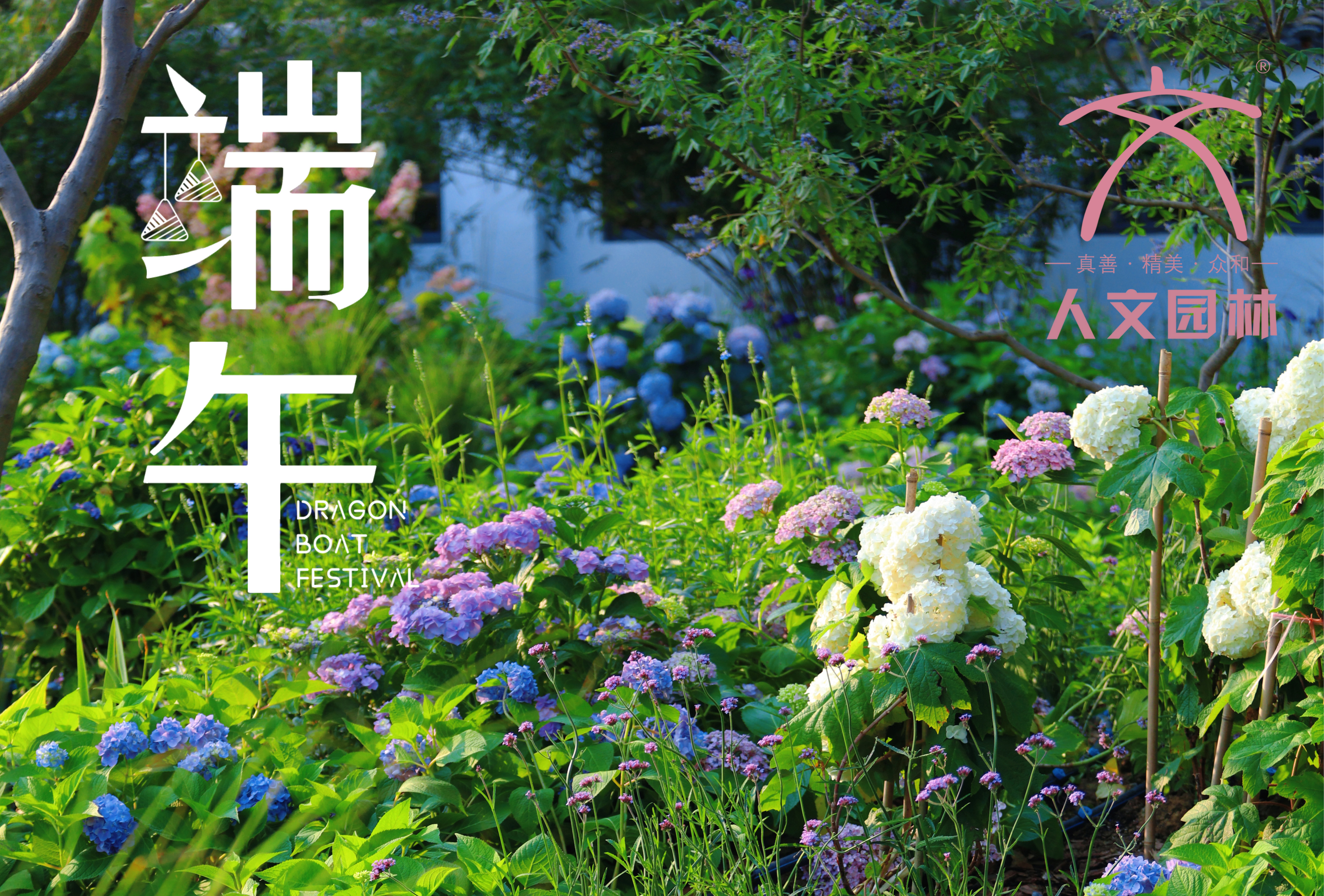 端午安康|與“花”相約，共賞佳節(jié)芬芳